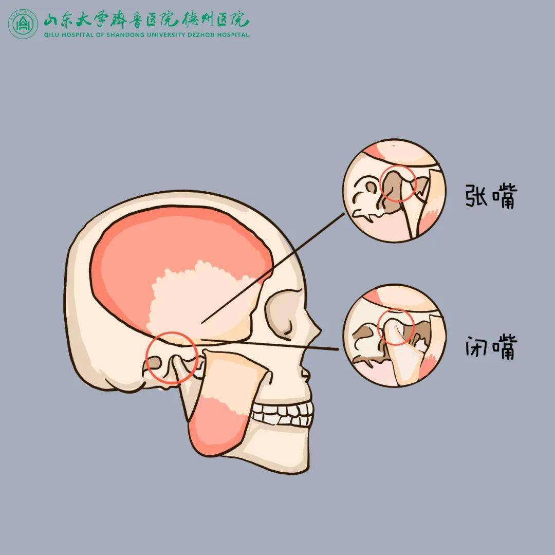 颞颌关节张口位图片