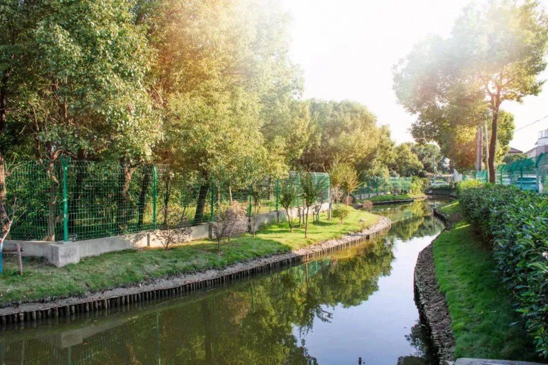 通过优化调整绿化水生植物,木桩修复,新增景观围栏花箱等,增加色叶乔