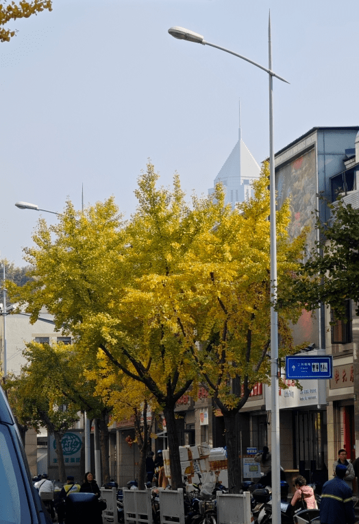 大沽路银杏,我愿称你为静安"醉"美!_静安区_上海_街道