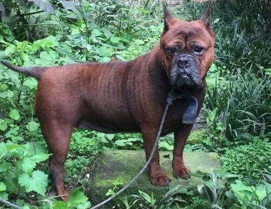 《成都市限养区禁养犬品种目录和大型犬标准》发布_物业_牧羊犬_猎犬