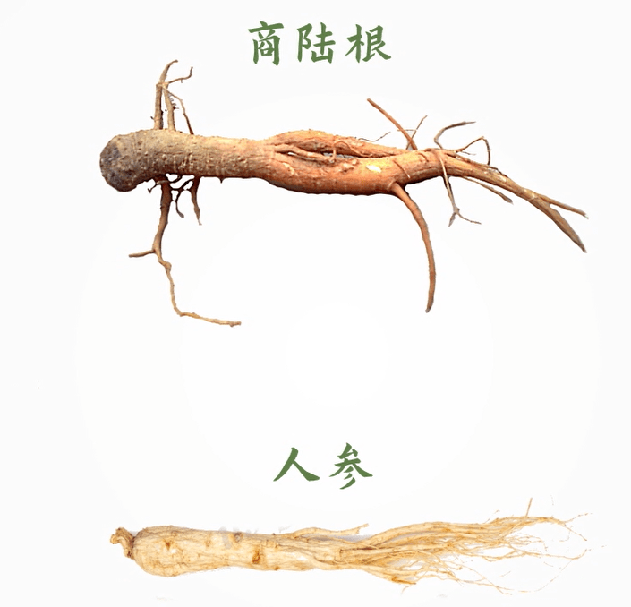 咬一口"人参",她昏睡17个小时!