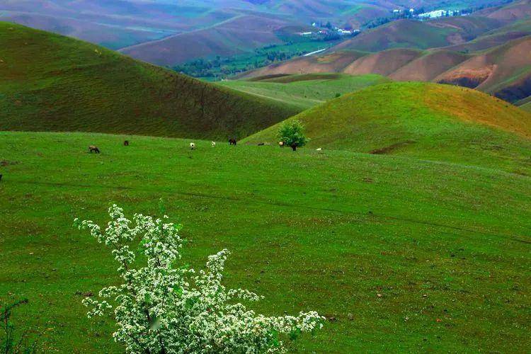 新疆托乎拉苏景色_树林_河流_峡谷