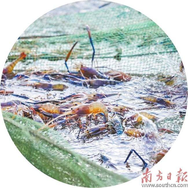 罗氏沼虾何以造就亿元产业？_梁光铖_养殖_价格