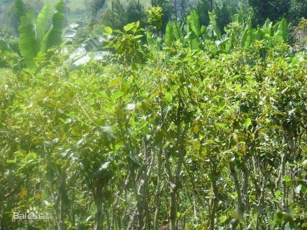 一分钟了解:恰特草