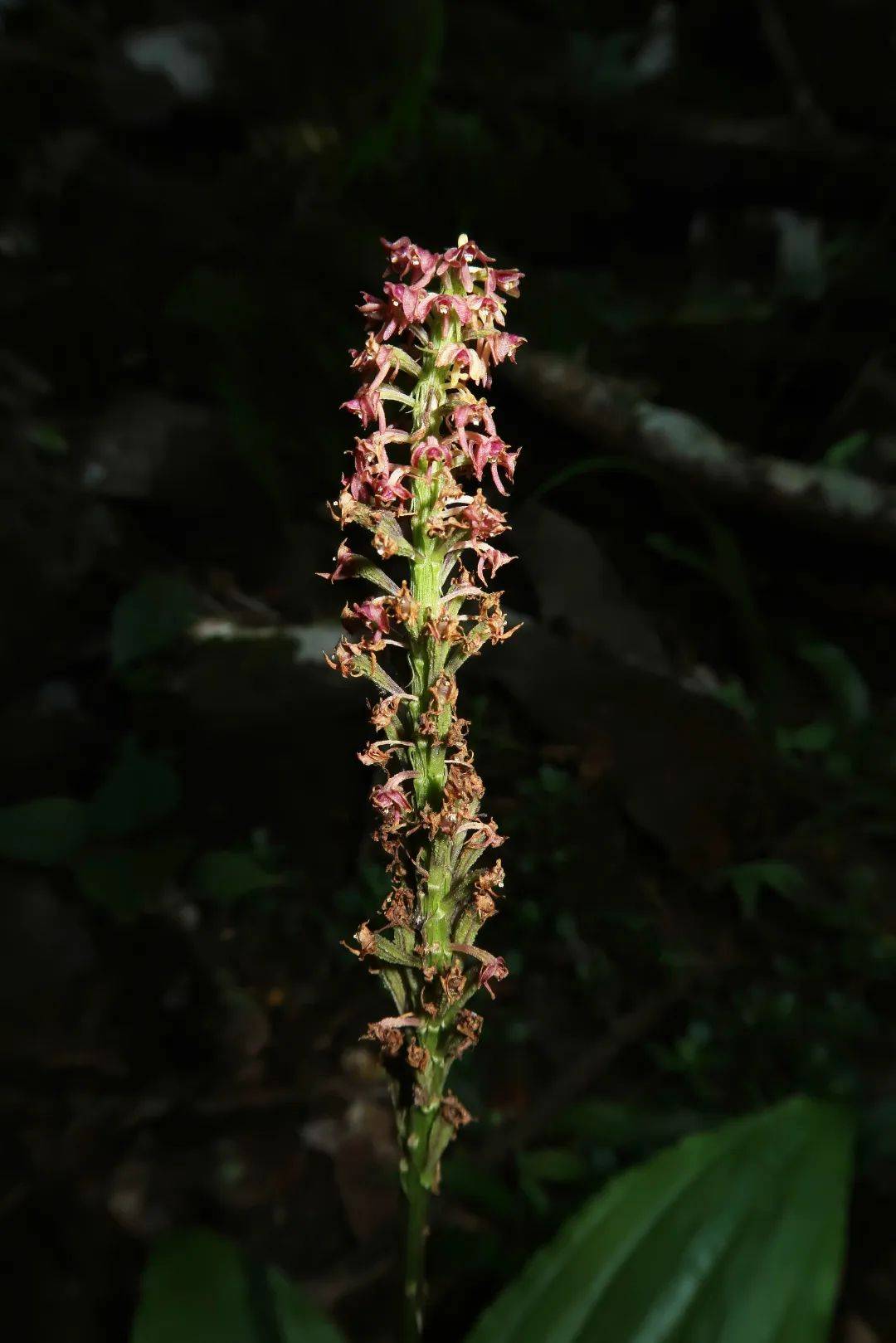 镰翅羊耳蒜流苏贝母兰钳唇兰石仙桃绶草据了解兰科植物为世界珍贵的