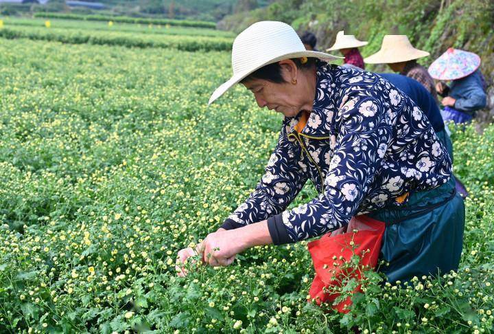 浙江壽仙谷醫藥股份有限公司:做強慈孝