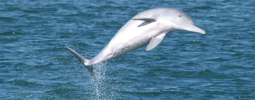 抢先体验登港珠澳大桥蓝海豚岛,免港澳签注,真纯玩!