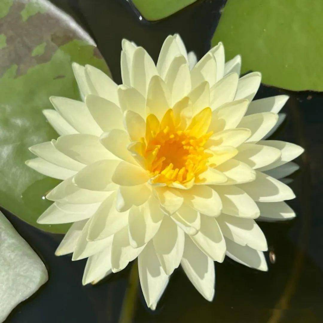 国际睡莲水景园艺协会iwgs睡莲品种又上新了! | 品种