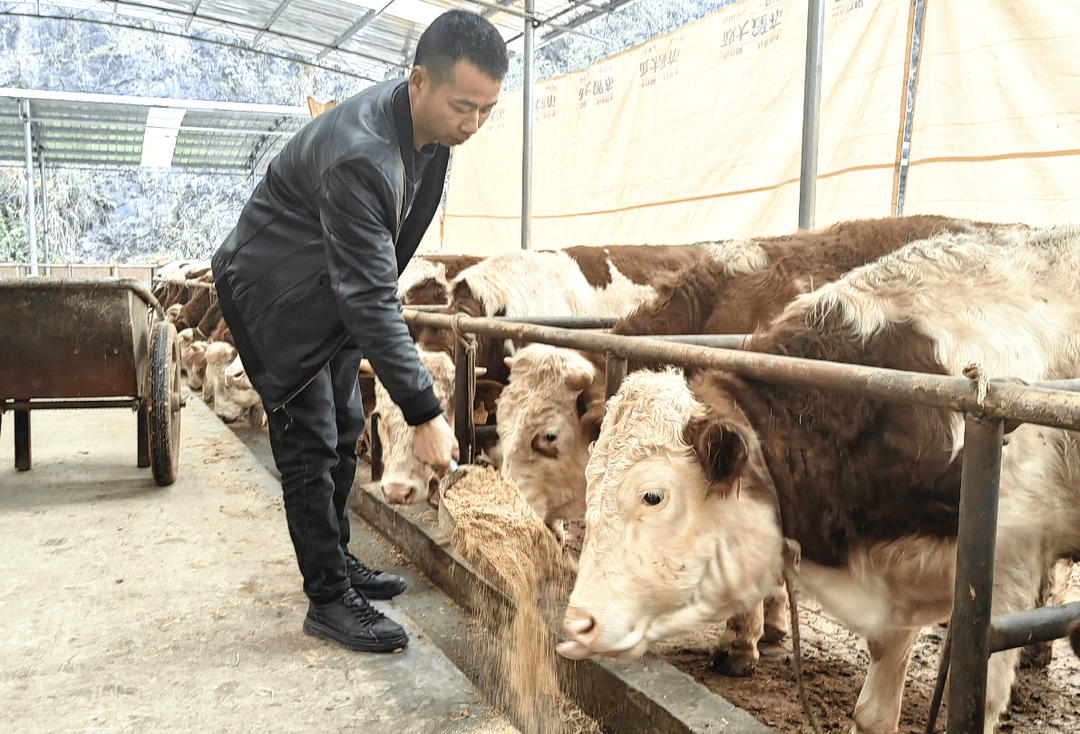 湛普鎮肉牛共富農場由豐都縣城郊農業科技發展有限公司佔股51%,周先洪