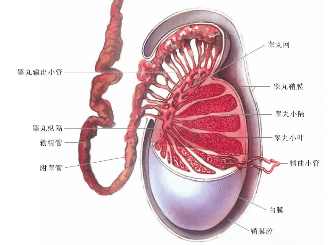 男生的蛋蛋最怕什么图片