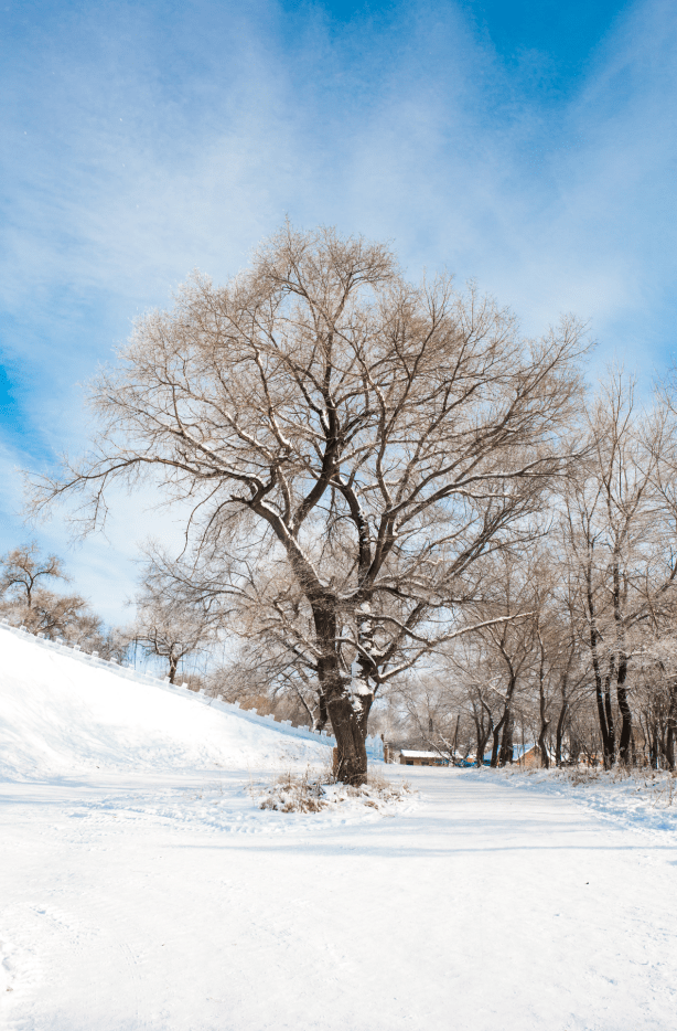 长知识丨冬风来,"梨花"开!看秦岭雾凇是如何形成的_物体_成因_条件