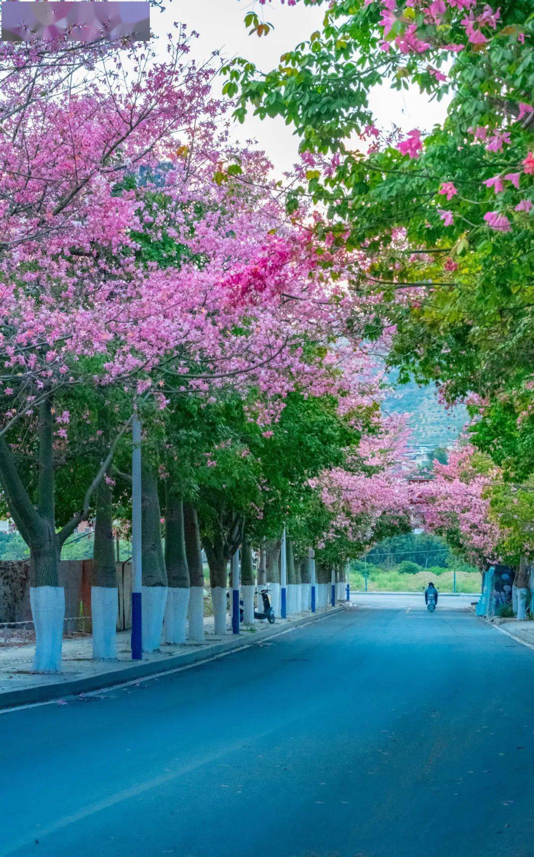 高清美图|攀枝花的粉色冬天 美cry!_幸福东区_青年_内容