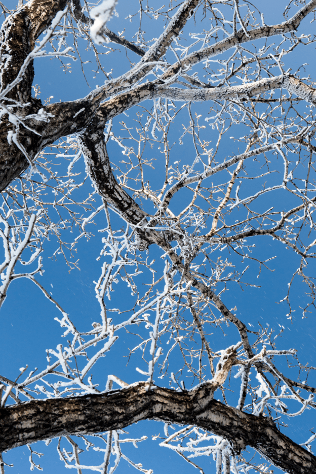 长知识丨冬风来,"梨花"开!看秦岭雾凇是如何形成的_物体_成因_条件