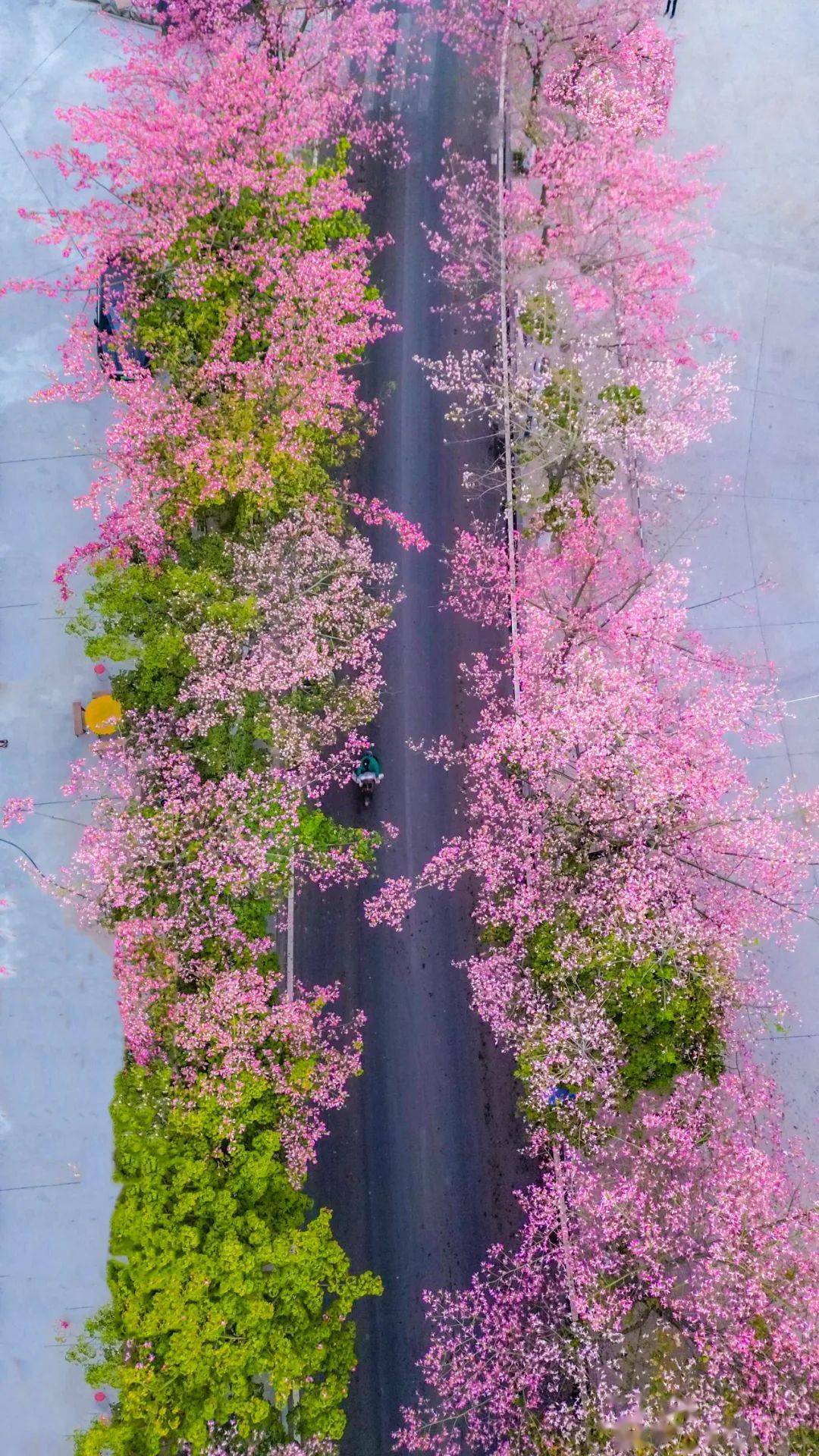 高清美图|攀枝花的粉色冬天 美cry!_幸福东区_青年_内容