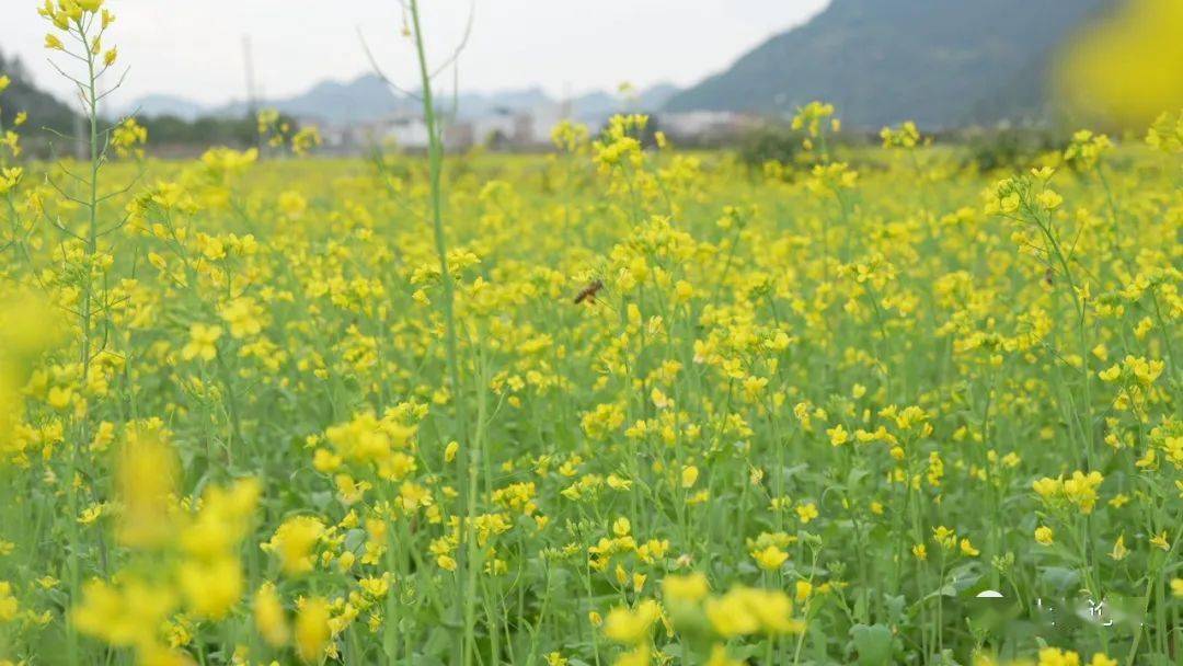 上林油菜花图片