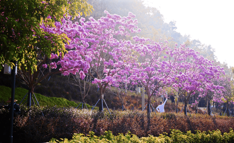"江马"在即,蓬江这个公园的紫花风铃木已迫不及待灿然开放!