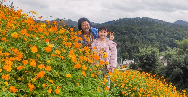 景观大量硫华菊进入盛花期在容县灵山镇旺维村的花田里近日深冬韵味