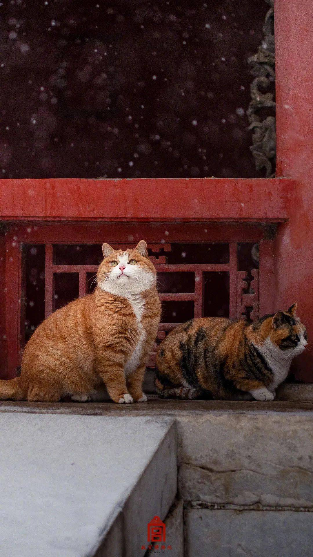 故宫小猫?此乃带膘侍卫