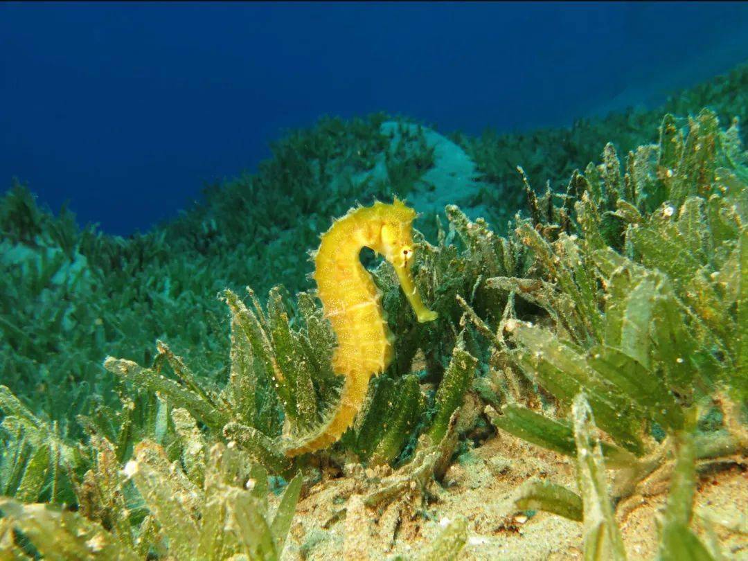 植物_動物_海藻