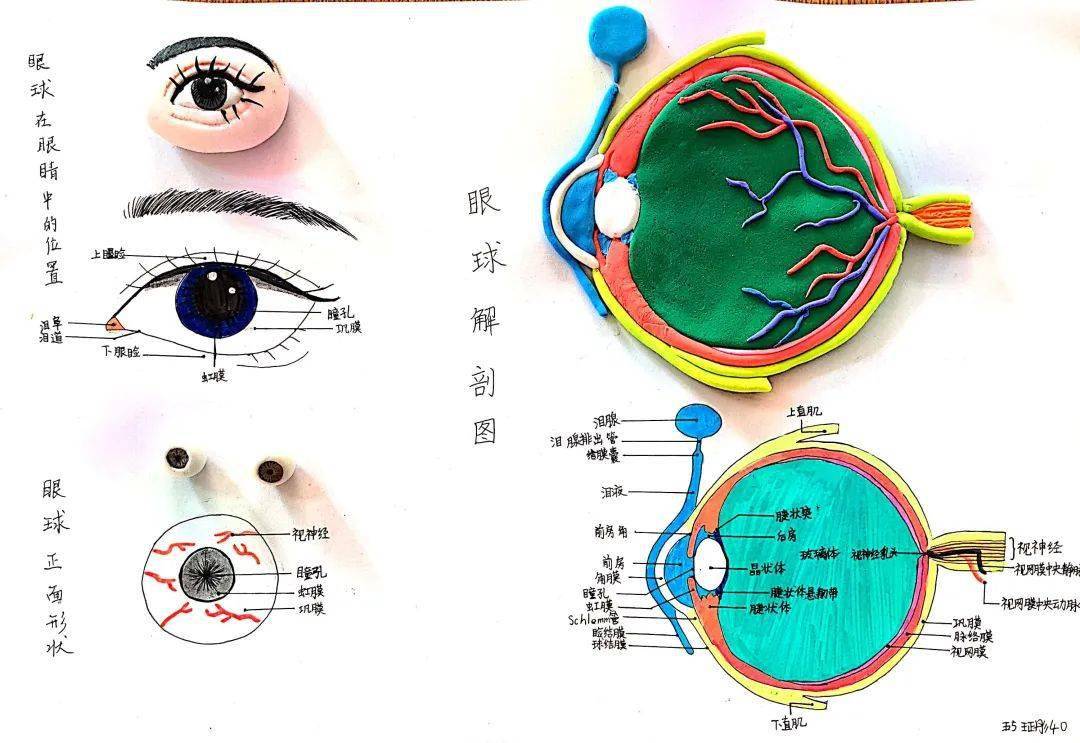 自制眼球模型中学生图片