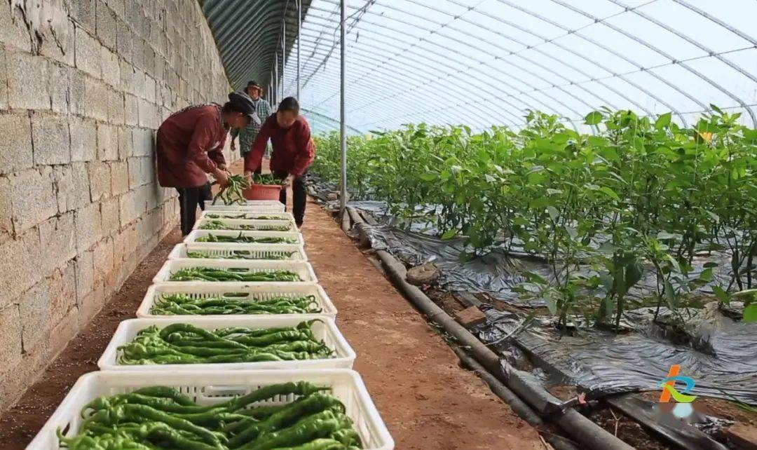 在鲁渝(寿光)蔬菜现代产业园南门基地的蔬菜大棚里,螺丝椒迎来采摘期