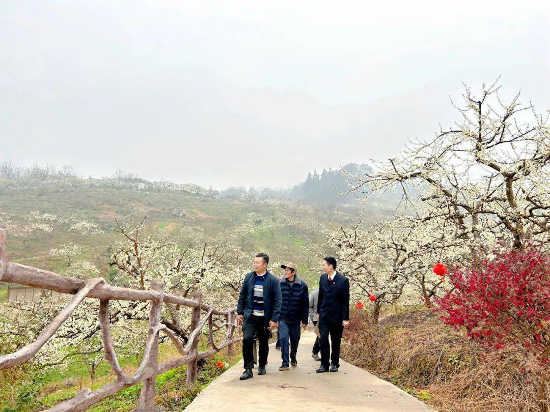 廣西壯族自治區荔浦市三華李基地位於該市東昌鎮安靜村,產地面積3000