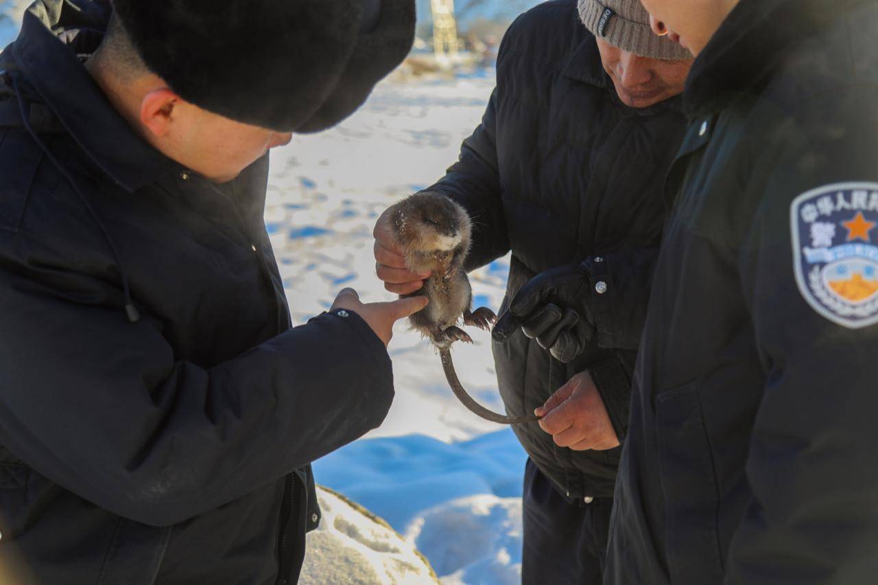 国家一级保护动物麝鼠获救助_老鼠_新疆_管理