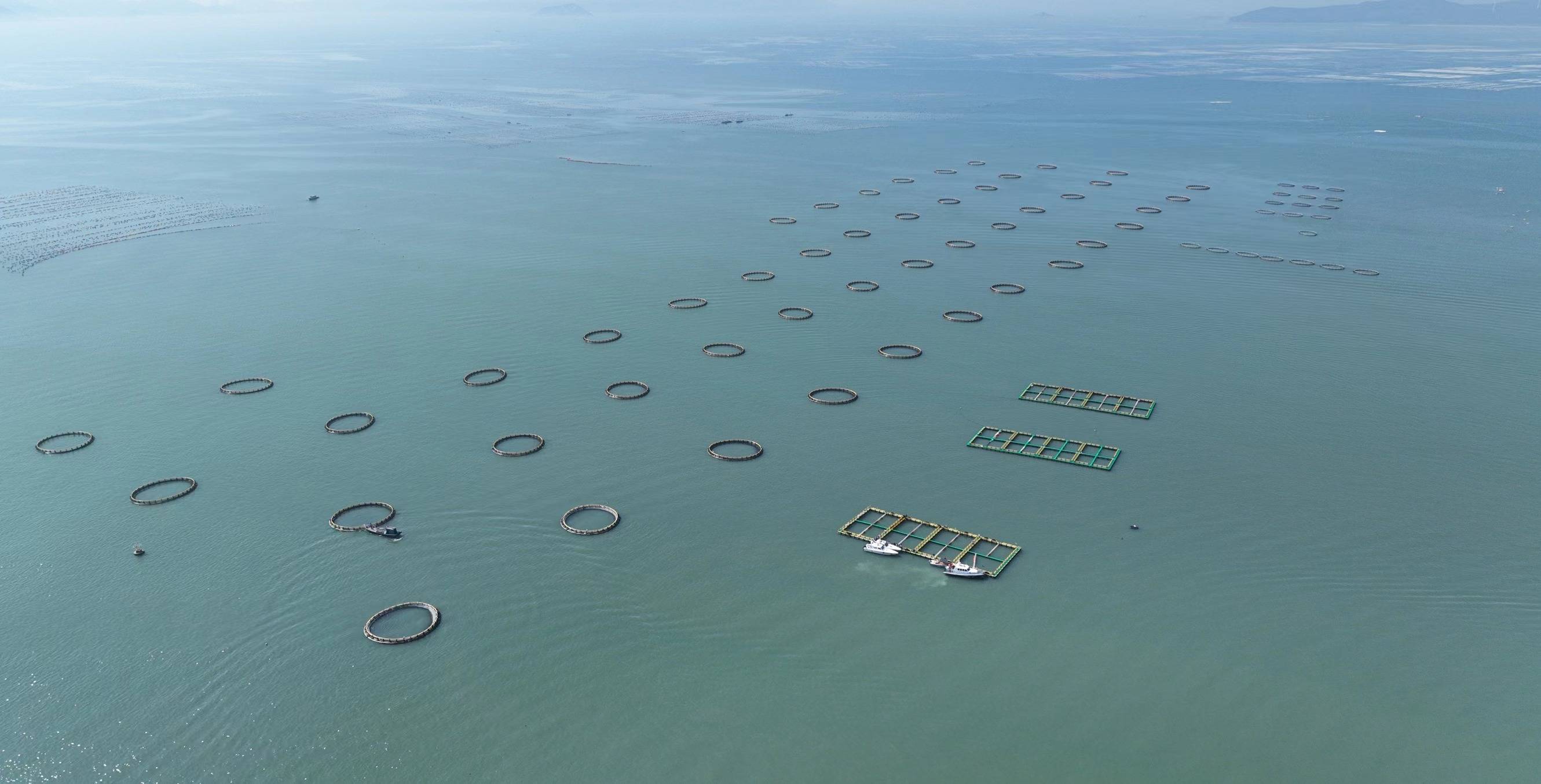 潮州饶平着力推动现代化海洋牧场建设_养殖_网箱_企业
