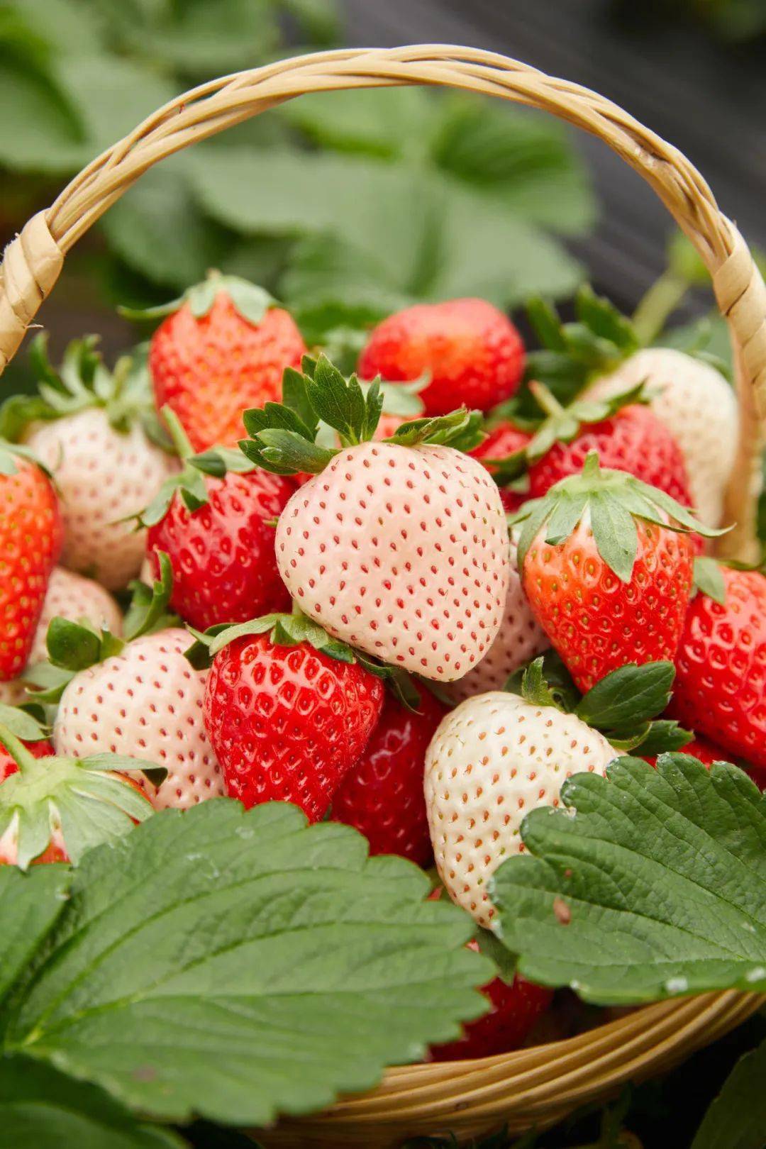 奉化银泰城外广场12月22日1400strawberry
