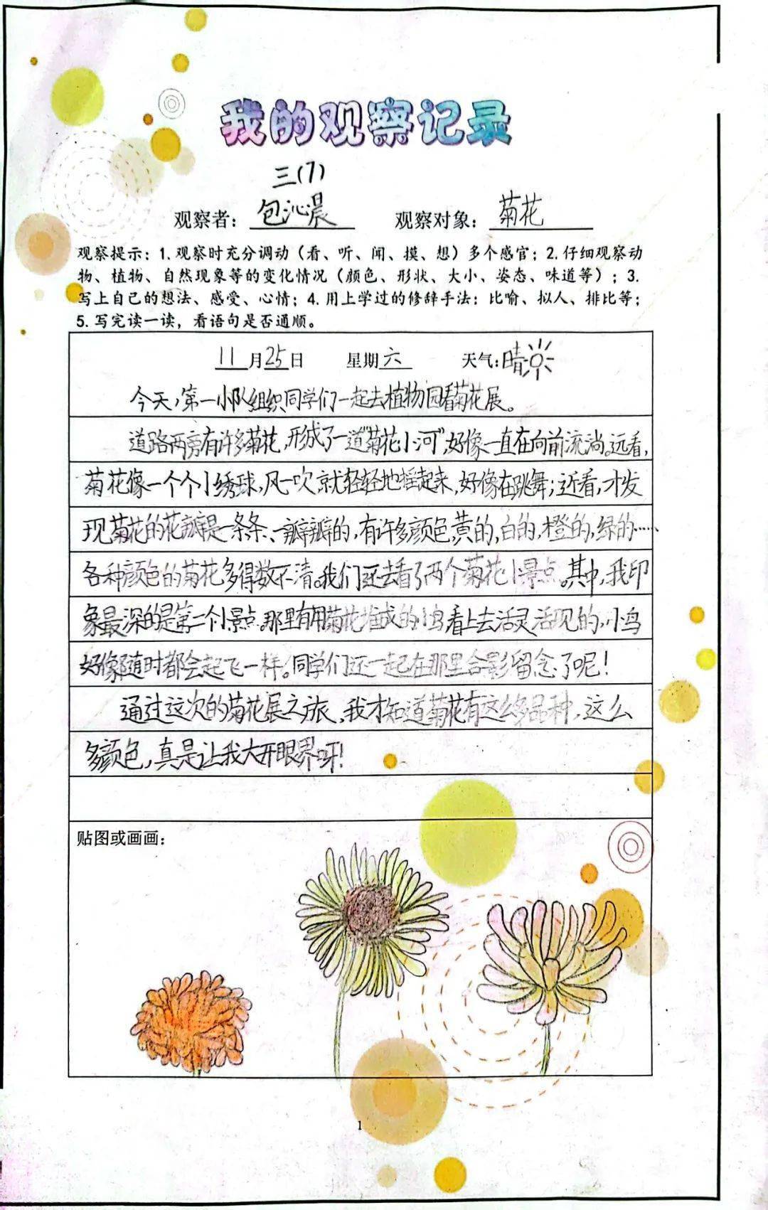 菊花生长记录表图片图片