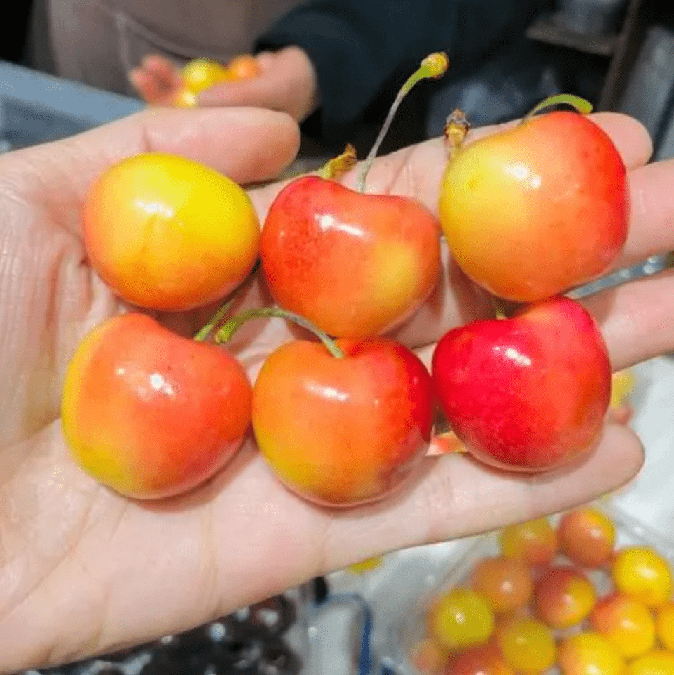 金车厘子身价暴涨!