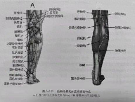 於小腿處脛神經與脛後動,靜脈經比目魚肌的深層繼續下行,至小腿下方1