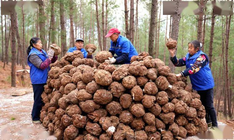 广东土茯苓种植基地图片