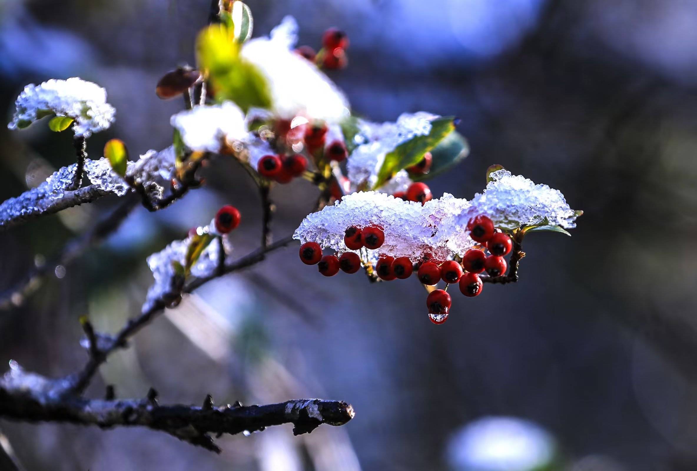 雪里红真实图片