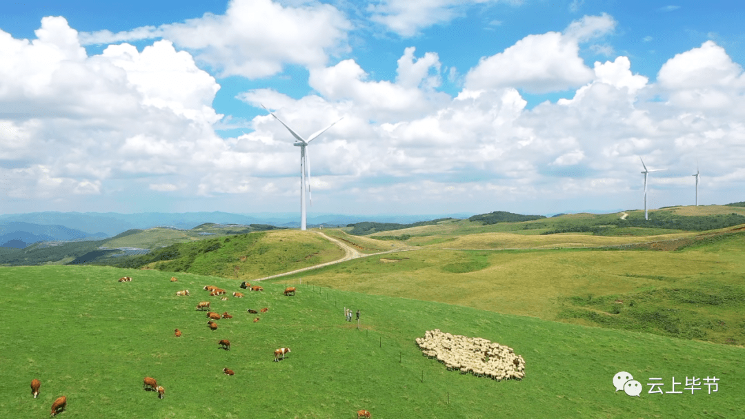 威宁黄牛_遗传_大山头_毕节市