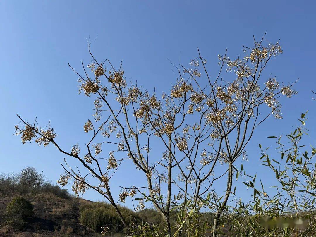 观察一棵树-构树(1)冬至_枝条_叶子_采果子