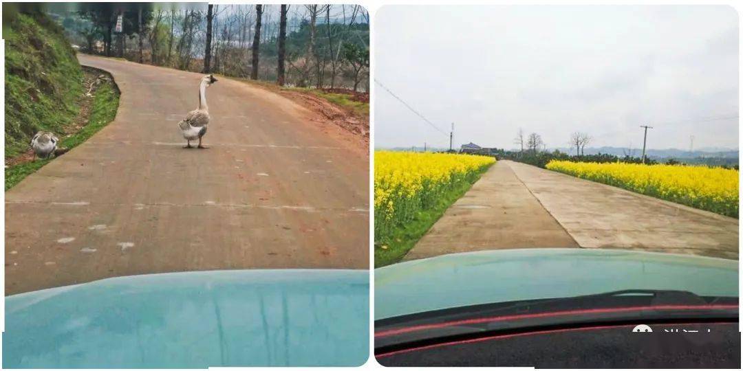 村落,廟宇,渡口,山野……或人車擺渡於沙灣渡口,隨景抓拍一幀戲水遊鴨