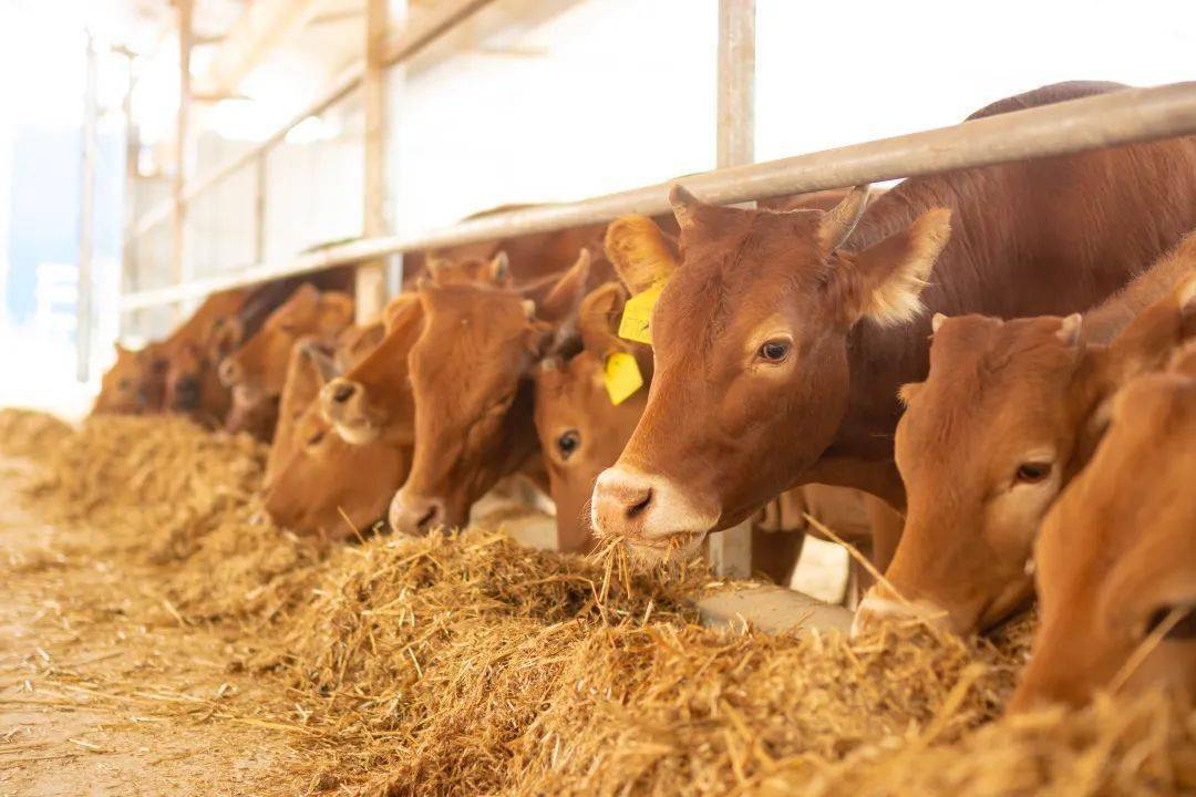 威宁黄牛_遗传_大山头_毕节市