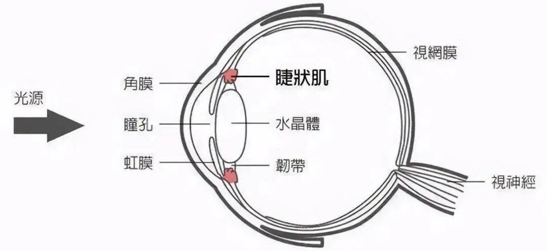 所以需要用藥物(一般是滴散瞳眼藥水)來完全麻痺,使眼睛暫時失去調節