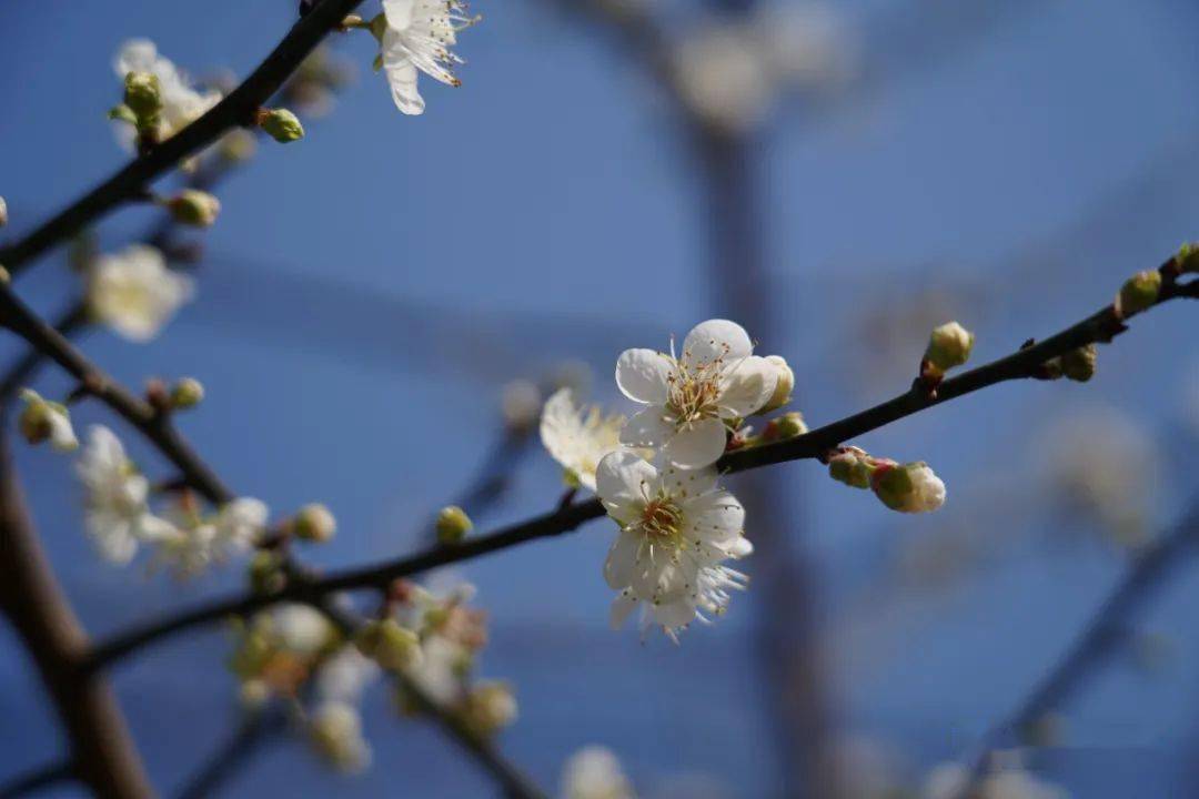 南宁这一片梅花美不胜收_宾阳县_名山_陈平镇