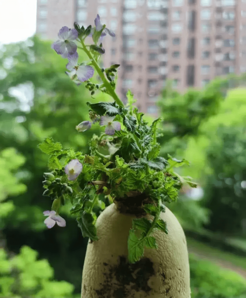 水培萝卜,给水就能开花