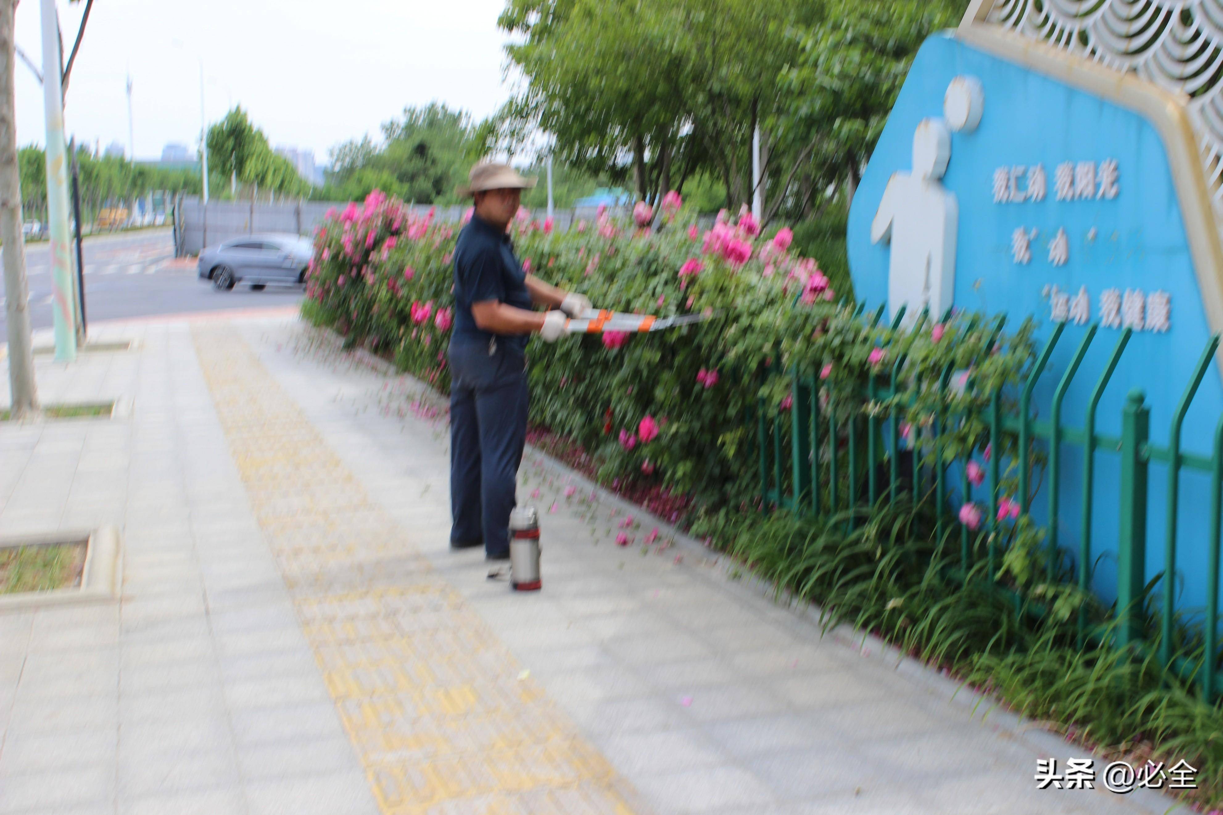 花壇/花境和自然式花群養護質量標準_植物_花卉_病蟲