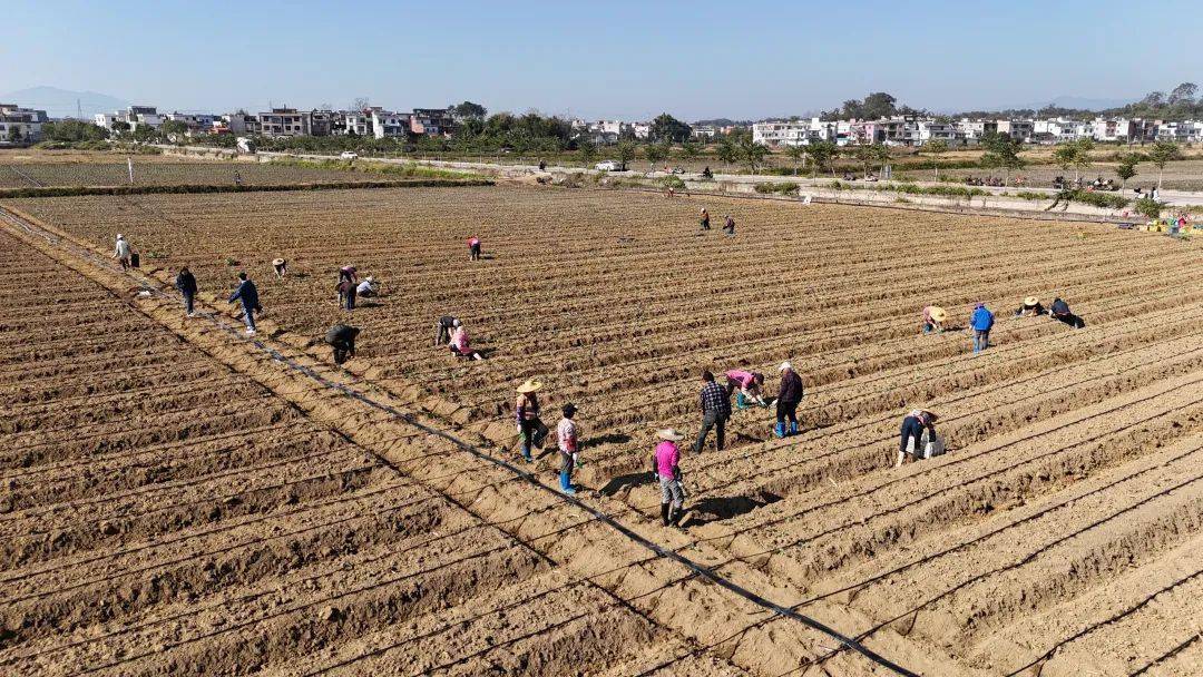 有序开展冬种生产,抢时令,抓农时,怀集县连麦镇各农业企业,种植大户