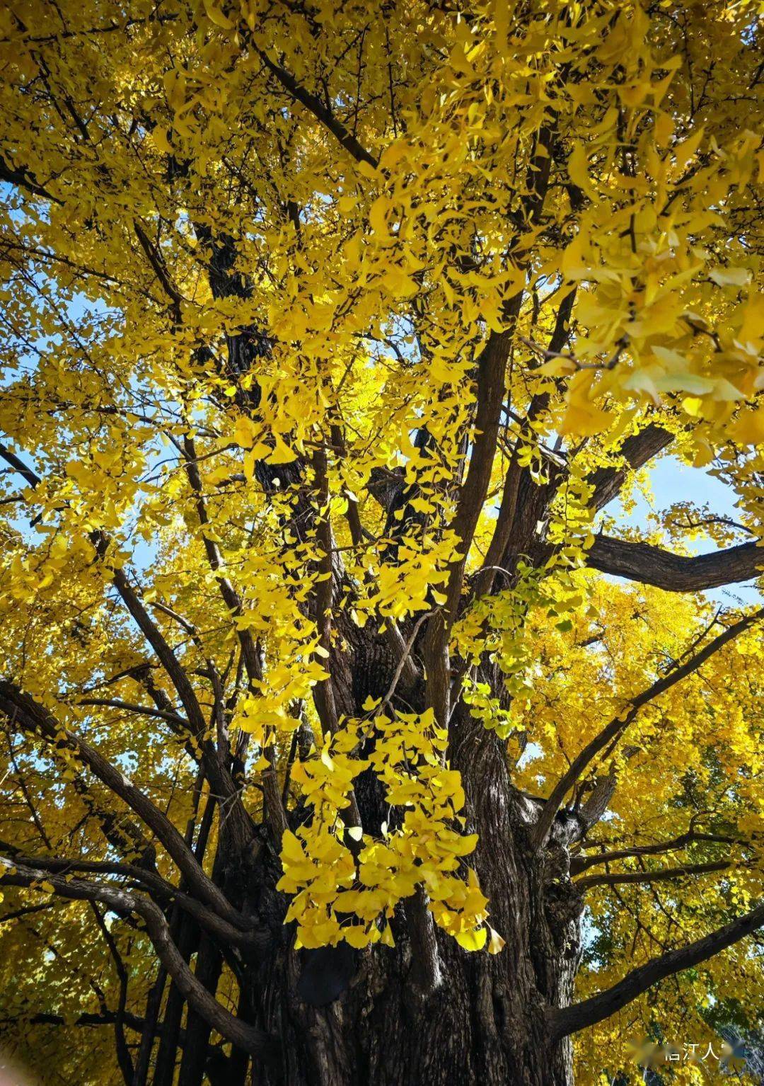 上海:千年古银杏公园_开平_鹰潭_自力村