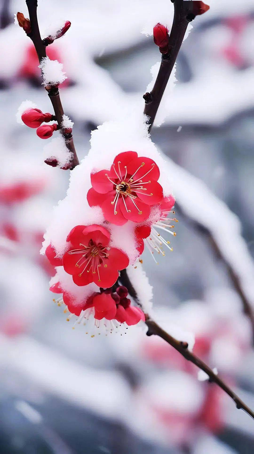 冰雪纷飞梅花红