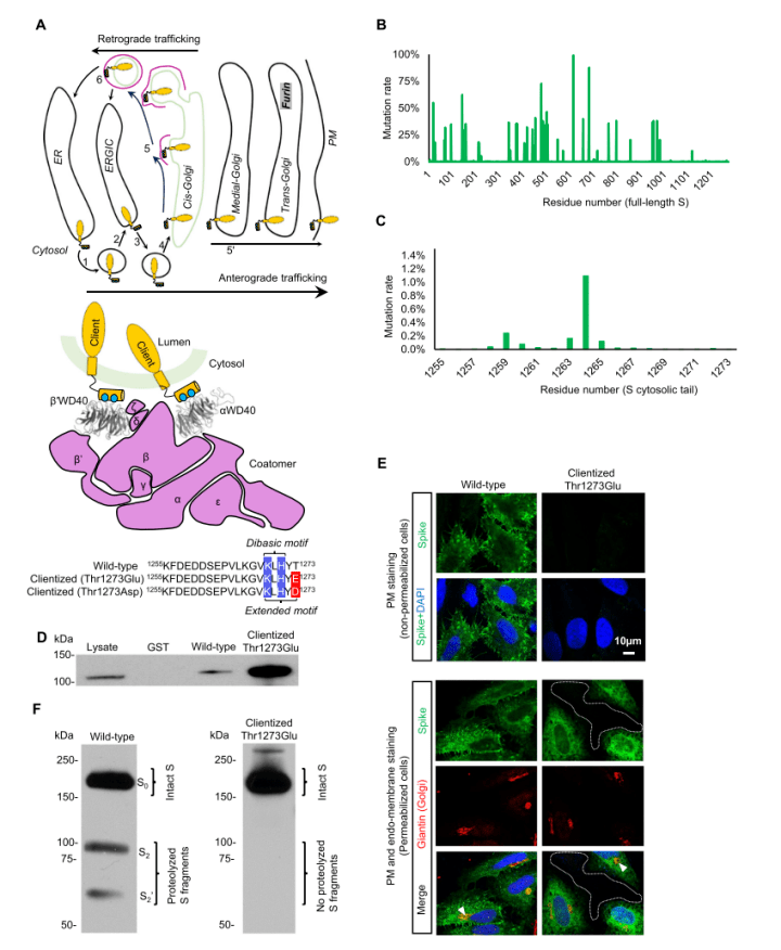 nature子刊|馬里蘭大學研究團隊發現sars-cov-2 spike