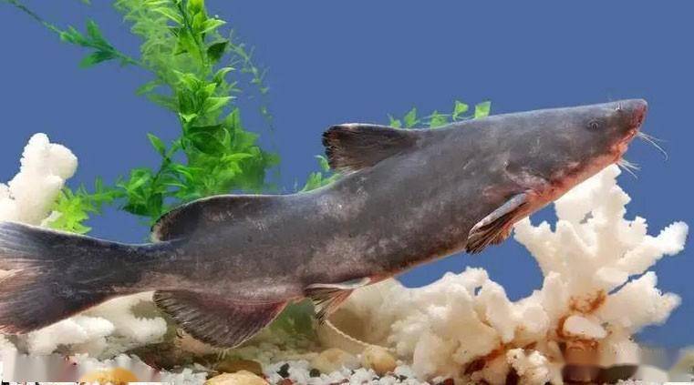 江团和鲶鱼一样吗?从每斤300元跌到每斤30元,波动为何这么大?