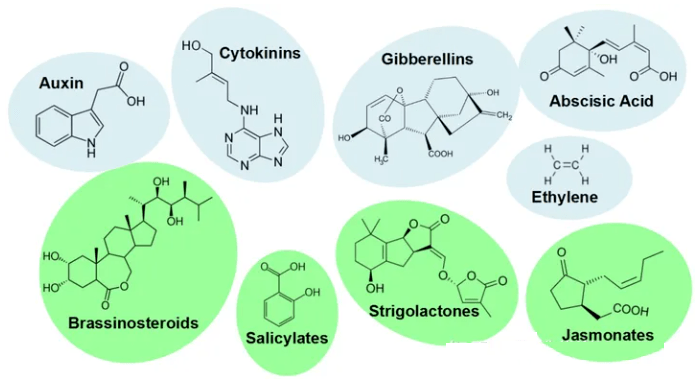 植物激素如生長素,細胞分裂素,赤黴素,脫落酸,乙烯,油菜素甾醇,茉莉酸