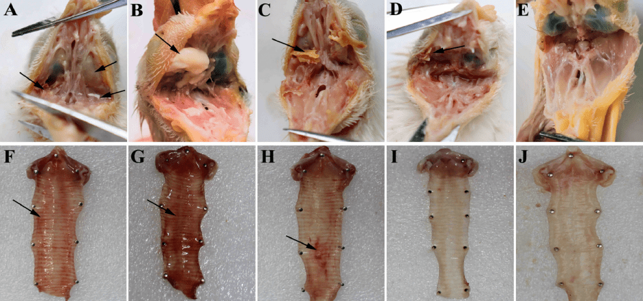 4 级(结膜炎伴有大量鼻腔和眼部分泌物,严重的眶周肿胀和窦道区域