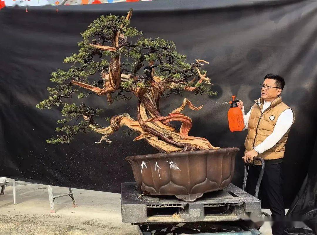 郑志林盆景艺术展在古林盆景园成功举办!_作品_中国_之乐